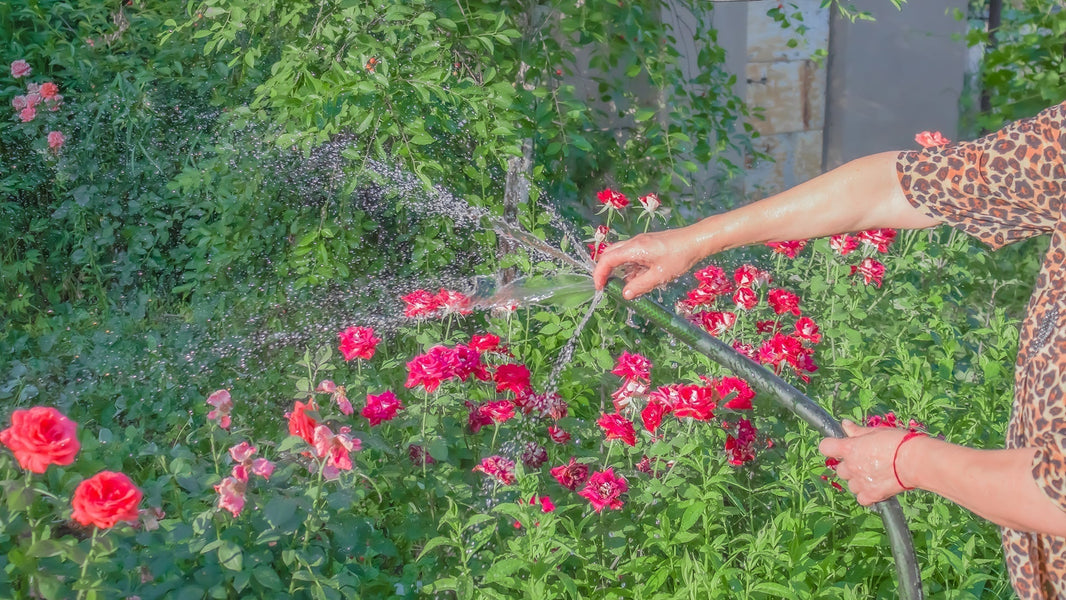Rozen snoeien voor prachtige bloemen het hele seizoen