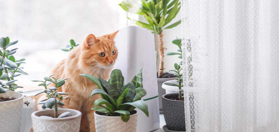 Welke planten zijn giftig voor katten? Een complete gids voor kattenbezitters